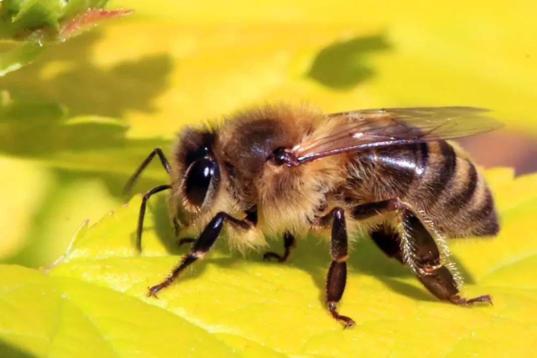 Arıları ne kadar tanıyorsunuz? Arılar hakkında ilginç bilgiler 28